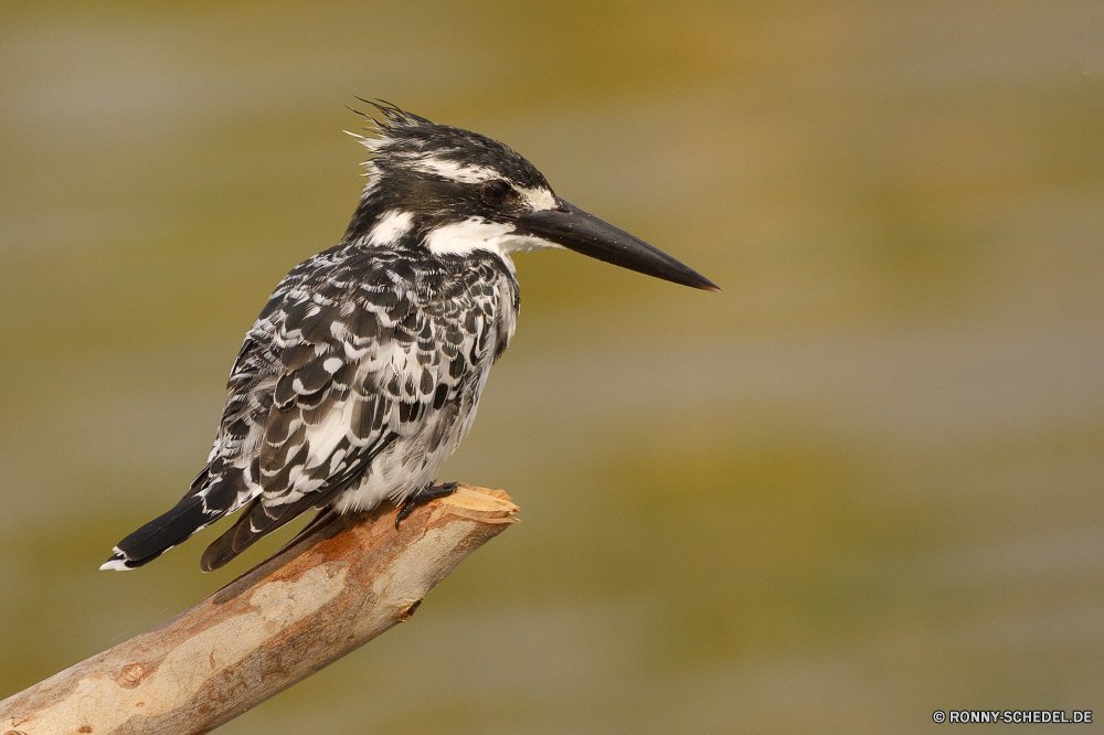  Specht Vogel Wirbeltiere Wildtiere Schnabel Feder Federn Wild Flügel Tier Chordatiere Flügel Vögel Rechnung Tierwelt schwarz Gefieder Auge Tiere Braun Vogelgrippe Flug fliegen Baum Branch Leben Schließen im freien fliegen niedlich Kopf Sperling Porträt closeup Ornithologie Raubtier Jäger Wasser Garten Park wenig gerade Zoo Suchen Schwanz Augen Meer Singvogel Steinwälzer bunte sitzen Erhaltung Winter Wildnis Süden Umgebung natürliche Gras thront Frühling Lebensraum Wald Männchen stielaugen Reiher Ozean Starling Zaunkönig Farbe grau Schnee Steinwälzer woodpecker bird vertebrate wildlife beak feather feathers wild wing animal chordate wings birds bill fauna black plumage eye animals brown avian flight fly tree branch life close outdoors flying cute head sparrow portrait closeup ornithology predator hunter water garden park little watching zoo look tail eyes sea songbird ruddy turnstone colorful sitting conservation winter wilderness south environment natural grass perched spring habitat forest male stare heron ocean starling wren color gray snow turnstone