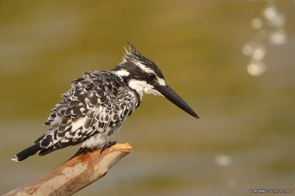  Specht Vogel Wildtiere Wirbeltiere Schnabel Feder Flügel Wild Steinwälzer Federn Flügel Steinwälzer Vögel Chordatiere fliegen Rechnung Tiere schwarz Auge Flug Shorebird Tierwelt fliegen Baum Starling Braun Gefieder Wasser Branch Vogelgrippe Tier Ente Schließen im freien Leben Porträt Kopf Park Meer Freiheit Sperling Schreitvogel Zoo Süden bunte Raubtier closeup natürliche gerade Gras niedlich sitzen Männchen frei Himmel Umgebung Taube Augen Teich Schwanz im freien Erhaltung Ozean See Suchen woodpecker bird wildlife vertebrate beak feather wing wild ruddy turnstone feathers wings turnstone birds chordate fly bill animals black eye flight shorebird fauna flying tree starling brown plumage water branch avian animal duck close outdoors life portrait head park sea freedom sparrow wading bird zoo south colorful predator closeup natural watching grass cute sitting male free sky environment pigeon eyes pond tail outdoor conservation ocean lake look