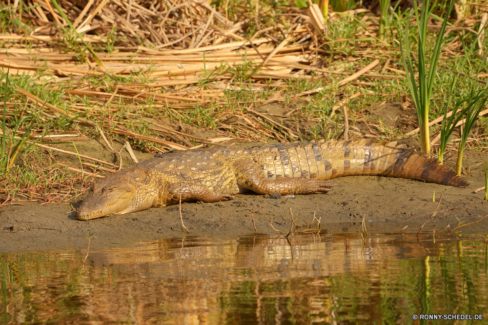  Krokodil Reptil Wasser Wild Wildtiere Alligator Fluss gefährliche natürliche Park Landschaft Mund Raubtier See Teich Gefahr Zoo Zähne Gras Umgebung Fels Tropischer Küste landschaftlich Wildnis Wald im freien Fleischfresser Meer Auge Stein Sommer Jäger Baum Zahn Reisen Haut Kopf Kiefer Frühling Insel friedliche Berg Skalen aquatische Bewuchs Stream Strand Ufer Holz Ozean Pflanze nationalen ruhige Reflexion Bäume Schließen Gator Eidechse Welle Kreatur — Safari im freien Steine Erhaltung Tourismus closeup Tiere Rau Säugetier Szenerie Entwicklung des ländlichen Himmel crocodile reptile water wild wildlife alligator river dangerous natural park landscape mouth predator lake pond danger zoo teeth grass environment rock tropical coast scenic wilderness forest outdoors carnivore sea eye stone summer hunter tree tooth travel skin head jaws spring island peaceful mountain scales aquatic vegetation stream beach shore wood ocean plant national tranquil reflection trees close gator lizard wave creature safari outdoor stones conservation tourism closeup animals rough mammal scenery rural sky