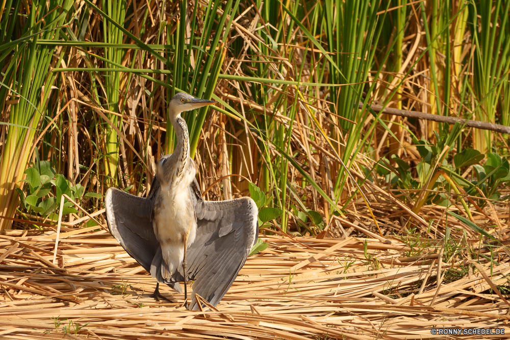  Reiher Schreitvogel Rohrdommel Vogel aquatische Vogel Blaureiher Wasser Wildtiere Schnabel Gras Wild Feder See Pflanze Kran Pelikan Sommer im freien Fluss im freien Feld Landschaft Angeln natürliche Teich Reiher Umgebung Federn Bauernhof Himmel Landschaft Vögel groß Flügel Landwirtschaft Meer Park Entwicklung des ländlichen Rechnung Ufer Tiere Land Leben Blatt Ozean Flügel Schließen Frühling Strand Küste Baum Korn Essen außerhalb Ernte fliegen Garten Wiese Gefieder Braun Hals Wald stehende Tierwelt Sumpf Farbe Ruhe eine Samen Feuchtgebiet Auge Wachstum Sumpf Vogelgrippe sonnig Ackerland Weizen Zoo Zwiebel Ernte Mais Fisch Freiheit Reflexion gelb ruhige Land Saison heron wading bird bittern bird aquatic bird little blue heron water wildlife beak grass wild feather lake plant crane pelican summer outdoors river outdoor field landscape fishing natural pond egret environment feathers farm sky countryside birds great wing agriculture sea park rural bill shore animals land life leaf ocean wings close spring beach coast tree grain food outside crop fly garden meadow plumage brown neck forest standing fauna swamp color calm one seed wetland eye growth marsh avian sunny farmland wheat zoo onion harvest corn fish freedom reflection yellow tranquil country season