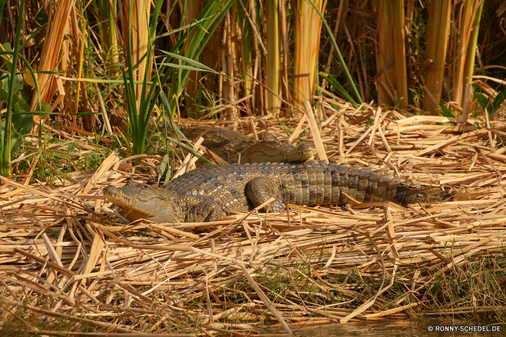  Alligator Krokodil Reptil Wildtiere Wild Vogel Wasser Gras im freien Tiere Bauernhof Fluss Braun Säugetier Pflanze Rohrdommel natürliche Reiher Gürteltier Baum Landschaft Sommer im freien Entwicklung des ländlichen gefährliche Essen Leben Feld Nest Landwirtschaft hungrige Wald Frühling Mund gelb See Schließen Gefahr Land Park Umgebung Land Vögel Schnabel Wildnis Muster Schlange Schreitvogel nass Detail Diamondback Tierwelt Teich Safari Bewuchs Zähne Kopf closeup Korn Landschaft Auge alligator crocodile reptile wildlife wild bird water grass outdoors animals farm river brown mammal plant bittern natural heron armadillo tree landscape summer outdoor rural dangerous food life field nest agriculture hungry forest spring mouth yellow lake close danger land park environment country birds beak wilderness pattern snake wading bird wet detail diamondback fauna pond safari vegetation teeth head closeup grain countryside eye