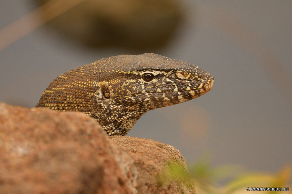  Eidechse Reptil Wildtiere Chamäleon Gila monster giftige Eidechse Wild Auge Skala Leguan Drache Tiere Haustier Schließen Tropischer Zoo gemeinsamen Leguan Wirbeltiere Branch Kreatur — Person Reptilien Schlange Haut auf der Suche Kopf gefährliche exotische Arten gefährdet langsam Fels Reptilien Schildkröte Crawlen Textfreiraum Farbe Raubtier im freien bunte closeup Augen Tarnung Riese Skalen Park Tierwelt Erhaltung Gefahr Baum Sauriers Schildkröte wildes Tier im freien Schwanz Schale Mund Wüste Amphibie Eidechsen Wilde Tiere Dinosaurier Wirbelsäule Alligator Eidechse Gras Monitor Leben Umgebung Wasser u-s Gecko ein Tier Kamm Zoologie Krokodil Haustiere Felsen eine gelb Porträt lizard reptile wildlife chameleon gila monster venomous lizard wild eye scale iguana dragon animals pet close tropical zoo common iguana vertebrate branch creature person reptilian snake skin looking head dangerous exotic species endangered slow rock reptiles turtle crawling copy space color predator outdoor colorful closeup eyes camouflage giant scales park fauna conservation danger tree saurian tortoise wild animal outdoors tail shell mouth desert amphibian lizards wild animals dinosaur spine alligator lizard grass monitor life environment water u s gecko one animal crest zoology crocodile pets rocks one yellow portrait