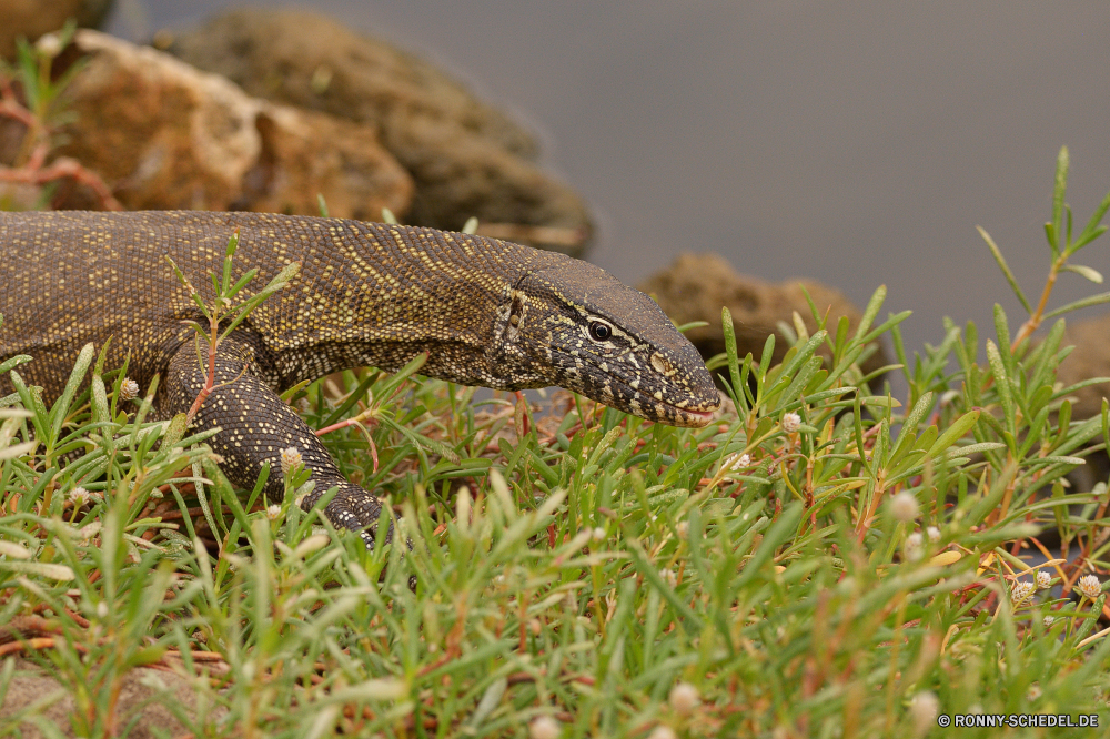  Schlange Reptil Eidechse Wasser Schlange Wildtiere Wild Tiere Alligator Eidechse Schildkröte König-Schlange Auge Gras Krokodil Schließen im freien gefährliche Tropischer Skala Tierwelt closeup Braun Kopf Raubtier wildes Tier Textfreiraum Zunge Diamondback Wasser Gefahr Insekt Reptilien Schlange Nacht-Schlange Skalen langsam Kreatur — Erhaltung Baum im freien exotische Park Chamäleon Wilde Tiere Sumpfschildkröte Klapperschlange natürliche u-s Viper Arten Fels Schnecke Haut Gliederfüßer Umgebung Wirbellose Haustier Detail Blatt snake reptile lizard water snake wildlife wild animals alligator lizard turtle king snake eye grass crocodile close outdoors dangerous tropical scale fauna closeup brown head predator wild animal copy space tongue diamondback water danger insect reptiles serpent night snake scales slow creature conservation tree outdoor exotic park chameleon wild animals terrapin rattlesnake natural u s viper species rock slug skin arthropod environment invertebrate pet detail leaf