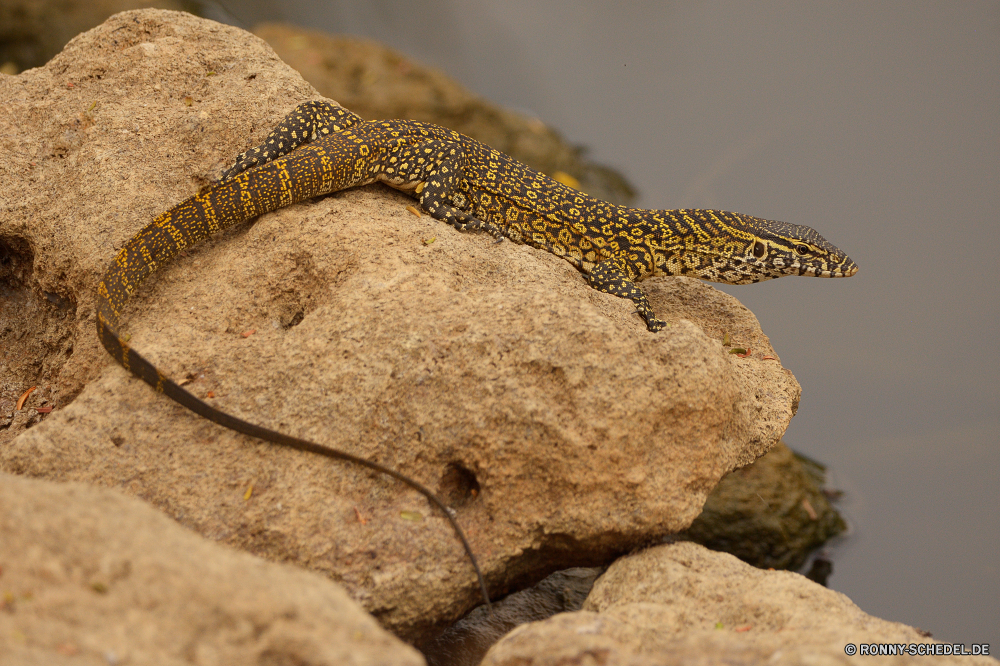  Eidechse Schlange Reptil Wildtiere Gila monster Wild König-Schlange giftige Eidechse Gebänderte gecko gefährliche Gecko Wasser Schlange Tiere Skala Raubtier Gefahr Auge Skalen Zunge Boa Schlange Boa constrictor Wasser Reptilien Krokodil Zoo Schließen Tropischer Herpetologie Textfreiraum Park Fels Kopf wildes Tier Arten im freien Angst Tierwelt Viper exotische glitschigen im freien Wüste Erhaltung Haut Wilde Tiere ein Tier Zoologie außerhalb Biologie Baum Muster Alligator Würger Gras Reptilien u-s Crawlen Jäger Farbe Kreatur — Textur Felsen Mund closeup natürliche Braun Haustier schwarz Klapperschlange lizard snake reptile wildlife gila monster wild king snake venomous lizard banded gecko dangerous gecko water snake animals scale predator danger eye scales tongue boa serpent boa constrictor water reptiles crocodile zoo close tropical herpetology copy space park rock head wild animal species outdoor fear fauna viper exotic slither outdoors desert conservation skin wild animals one animal zoology outside biology tree pattern alligator constrictor grass reptilian u s crawling hunter color creature texture rocks mouth closeup natural brown pet black rattlesnake