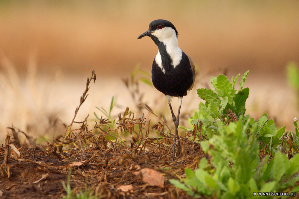  Vogel Wildtiere Elster Schnabel Wild Feder Federn Flügel Flügel schwarz Vögel Auge fliegen Vogelgrippe Tiere Rechnung Meer Möwe Wildnis Baum im freien Tierwelt fliegen Wasser Flug natürliche Süden stehende Schließen Ornithologie Kopf im freien Möwe Nest Park Erhaltung Seevögel Winter Leben Freiheit Ozean gelb Umgebung Gefieder groß Gras Strand Branch Porträt Farbe Safari frei See Specht Braun bunte Arktis Reisen Raubtier Tropischer Profil anzeigen: ruhelosigkeit eine auf der Suche Küste niedlich Schnee bird wildlife magpie beak wild feather feathers wings wing black birds eye fly avian animals bill sea gull wilderness tree outdoors fauna flying water flight natural south standing close ornithology head outdoor seagull nest park conservation seabird winter life freedom ocean yellow environment plumage great grass beach branch portrait color safari free lake woodpecker brown colorful arctic travel predator tropical profile resting one looking coast cute snow