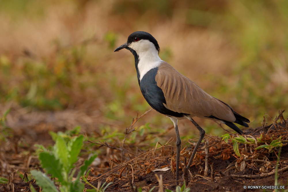  Vogel Wildtiere Kran Schreitvogel Schnabel Feder Wild aquatische Vogel Flügel Federn Vögel Auge Baum Flügel Branch Tiere im freien Vogelgrippe fliegen Talos IV – Tabu Tier sitzen Wasser Rechnung Nachtigall Wildnis Tierwelt schwarz Lebensraum Schließen gerade Flug groß Park Winter Singvogel Ornithologie Leben Reiher Jay niedlich Taube Drossel Braun Kopf TIT Meer nationalen grau Profil anzeigen: ruhelosigkeit Erhaltung Farbe natürliche Tropischer Garten Porträt Frühling gelb Sumpf Umgebung auf der Suche wenig Vogelbeobachtung Vogelbeobachtung Gefieder Fütterung Wald Hals Spiel lustig Meisen Biene-Esser Schnee Wachtel Reisen Storch bird wildlife crane wading bird beak feather wild aquatic bird wing feathers birds eye tree wings branch animals outdoors avian fly menagerie animal sitting water bill nightingale wilderness fauna black habitat close watching flight great park winter songbird ornithology life heron jay cute dove thrush brown head tit sea national gray profile resting conservation color natural tropical garden portrait spring yellow swamp environment looking little birding birdwatching plumage feeding forest neck game funny titmouse bee eater snow quail travel stork