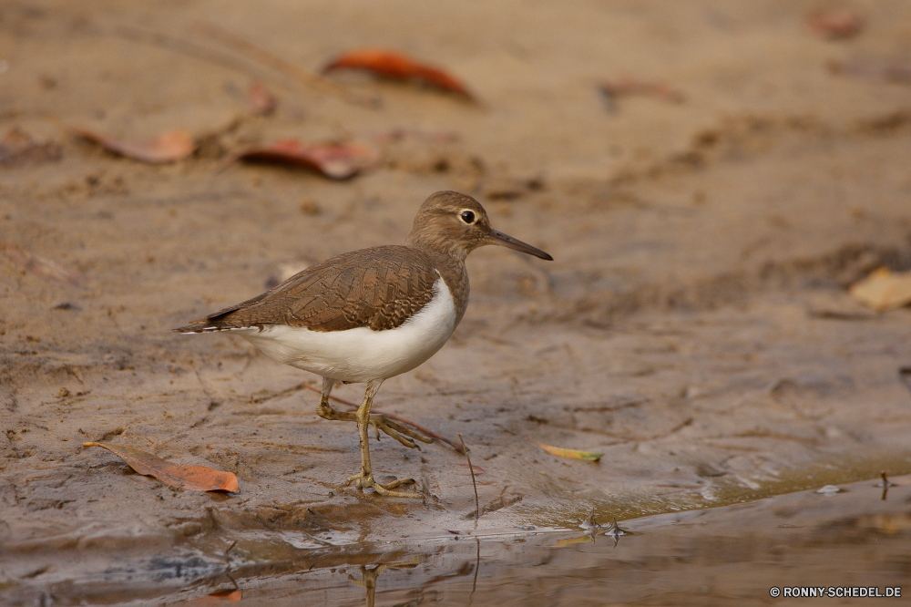  Strandläufer Shorebird Vogel Schreitvogel Wildtiere Schnabel Wild aquatische Vogel Wasser Feder Federn Flügel Vögel Meer Tiere Flügel Rechnung Auge fliegen Möwe Vogelgrippe Ente See Tierwelt fliegen Möwe Flug Ozean Reiher Strand stehende schwarz Pelikan Gefieder im freien Ornithologie im freien natürliche Ufer Kopf bunte Teich Angeln Wildnis Küste Fluss Himmel Braun Beine frei gelb Freiheit Wasservogelreservat auf der Suche Schwimmen Fuß Reflexion Schließen Stockente Seevögel groß Essen Umgebung lange Ruhe grau niedlich Porträt Gras sandpiper shorebird bird wading bird wildlife beak wild aquatic bird water feather feathers wings birds sea animals wing bill eye fly gull avian duck lake fauna flying seagull flight ocean heron beach standing black pelican plumage outdoors ornithology outdoor natural shore head colorful pond fishing wilderness coast river sky brown legs free yellow freedom waterbird looking swimming walking reflection close mallard seabird great eating environment long calm gray cute portrait grass