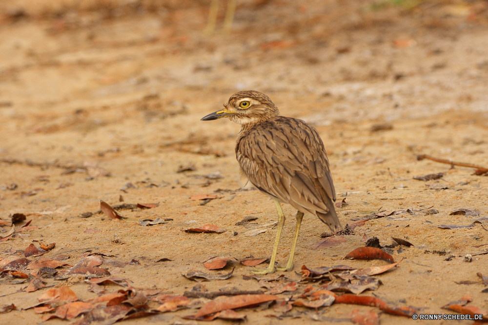  Rohrdommel Reiher Vogel Schreitvogel aquatische Vogel Wildtiere Schnabel Wild Federn Feder Flügel Auge Flügel Vögel Tiere im freien Wasser Rechnung fliegen schwarz Adler Vogelgrippe natürliche Erhaltung Raubtier Kopf Schließen Zoo Tierwelt Porträt Gefieder Safari im freien Braun Sperling See Park Fluss Essen gelb thront Umgebung Schwanz groß Leben Hals Ornithologie Baum Flug Reisen Süden niedlich Beute Glatze Lebensraum Wildnis gerade Teich Tropischer Profil anzeigen: ruhelosigkeit fliegen frei lange Branch nationalen wenig Frühling Küchlein Meer bittern heron bird wading bird aquatic bird wildlife beak wild feathers feather wing eye wings birds animals outdoors water bill fly black eagle avian natural conservation predator head close zoo fauna portrait plumage safari outdoor brown sparrow lake park river eating yellow perched environment tail great life neck ornithology tree flight travel south cute prey bald habitat wilderness watching pond tropical profile resting flying free long branch national little spring nestling sea