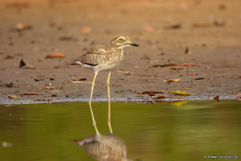  Shorebird Schreitvogel Vogel Strandläufer Reiher Wildtiere aquatische Vogel Wasser Rohrdommel See Wild Schnabel Vögel Teich Tiere Federn Feder Flügel im freien Fluss Flug Park natürliche Landschaft Reflexion Rechnung Meer Ente ruhige im freien Flügel fliegen fliegen Pelikan Tierwelt Auge Leben bunte stehende Reisen Strand Wildnis lange Sumpf Enten Herde Vogelgrippe Safari Angeln landschaftlich Reiher Fuß Gras schwarz Ruhe Storch Gefieder Hals Sommer Schwimmen Erhaltung Farbe Beine gelb nationalen Umgebung Braun Zoo Schwimmen Baum groß Landschaften Sumpf Tropischer Feuchtgebiet Ufer Ozean Fisch Gruppe waten Frühling Szene Essen Kopf Land shorebird wading bird bird sandpiper heron wildlife aquatic bird water bittern lake wild beak birds pond animals feathers feather wings outdoors river flight park natural landscape reflection bill sea duck tranquil outdoor wing flying fly pelican fauna eye life colorful standing travel beach wilderness long marsh ducks flock avian safari fishing scenic egret walking grass black calm stork plumage neck summer swimming conservation color legs yellow national environment brown zoo swim tree great scenics swamp tropical wetland shore ocean fish group wading spring scene eating head country