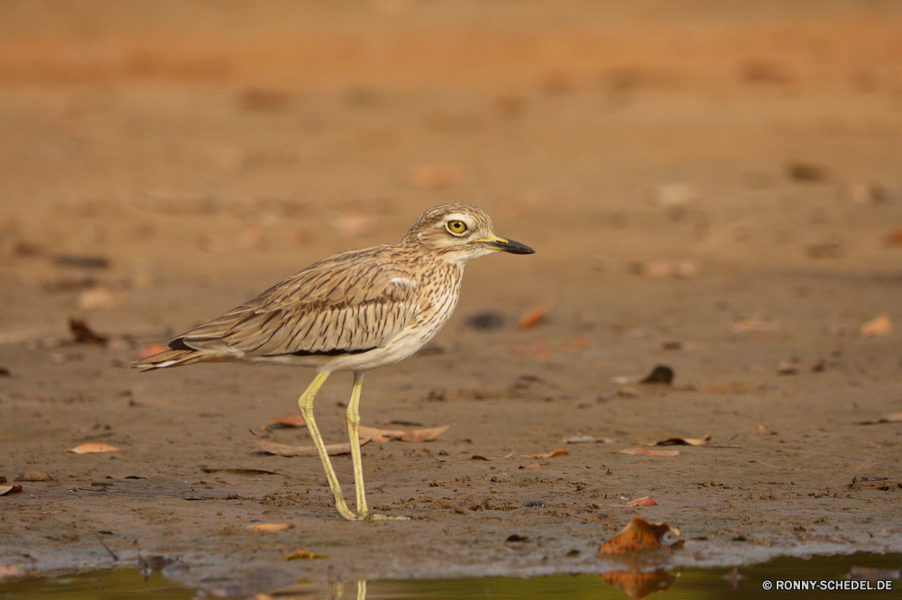  Vogel Wildtiere Schnabel Wild Feder Reiher Schreitvogel Flügel Federn Rohrdommel Auge Sperling aquatische Vogel Flügel Shorebird im freien Vogelgrippe Strandläufer Braun schwarz Garten Frühling Vögel niedlich Baum fliegen Wasser Park Winter Tierwelt Rechnung wenig Umgebung Küchlein natürliche sitzen Ornithologie Freiheit gemeinsame Schnee Schließen Schwanz Vogelbeobachtung Kopf Leben Porträt Tier Tiere gelb hungrige Flug Eis Blaureiher Ente Rotrückensaki Strandläufer Wildnis Amsel Vogelbeobachtung wachsamen Busch Uhren stehende Lebensraum Waldsänger See Essen grau kluge saenger Frost nach unten Männchen Erhaltung fliegen Taube frei Essen einzelne Branch Starling closeup Steinwälzer Singvogel Gras bunte Gefieder Zweig Saison Augen gerade Sonnenschein eine Ruhe Detail Fluss Körper Meer young bird bird wildlife beak wild feather heron wading bird wing feathers bittern eye sparrow aquatic bird wings shorebird outdoors avian sandpiper brown black garden spring birds cute tree fly water park winter fauna bill little environment nestling natural sitting ornithology freedom common snow close tail birdwatching head life portrait animal animals yellow hungry flight ice little blue heron duck red-backed sandpiper wilderness blackbird birding watchful bush watch standing habitat warbler lake food gray wise singer frost down male conservation flying dove free eating single branch starling closeup ruddy turnstone songbird grass colorful plumage twig season eyes watching sunshine one calm detail river body sea young bird