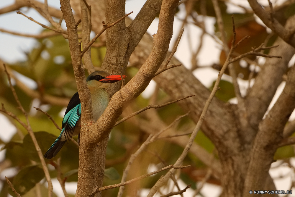  Biene-Esser Vogel Wildtiere Tier Feder Wirbeltiere Schnabel Wild Flügel Baum Branch Specht Chordatiere Papagei Vögel Federn Tropischer Auge fliegen Flügel Tiere Park gelb bunte Zoo Schließen Vogelgrippe Wald Farbe exotische Tierwelt Rechnung Ara Flug sitzen schwarz natürliche Barsch Gefieder Erhaltung Ornithologie Dschungel closeup Kopf im freien im freien niedlich Porträt Kardinal gefiedert hocken Taube Frühling Lebensraum Orange Haustier hell bee eater bird wildlife animal feather vertebrate beak wild wing tree branch woodpecker chordate parrot birds feathers tropical eye fly wings animals park yellow colorful zoo close avian forest color exotic fauna bill macaw flight sitting black natural perch plumage conservation ornithology jungle closeup head outdoor outdoors cute portrait cardinal feathered perching dove spring habitat orange pet bright