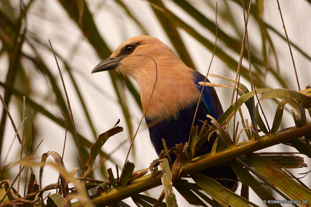  Vogel Rohrdommel Kuckuck Reiher Schnabel Wildtiere Schreitvogel Feder Wild aquatische Vogel Auge Federn Flügel Kopf Flügel schwarz fliegen Vögel Rechnung Baum Branch Braun Schließen Park Vogelgrippe Flug Schwanz Gefieder sitzen niedlich Tierwelt im freien Tiere closeup natürliche Leben Porträt fliegen Frühling Freiheit Ornithologie Adler Zoo wenig Profil anzeigen: gelb Sperling Hals Wald Erhaltung Wasser Garten Jäger Suchen Essen Singvogel Geflügel Beute Starling im freien ruhelosigkeit frei Saison bird bittern cuckoo heron beak wildlife wading bird feather wild aquatic bird eye feathers wing head wings black fly birds bill tree branch brown close park avian flight tail plumage sitting cute fauna outdoors animals closeup natural life portrait flying spring freedom ornithology eagle zoo little profile yellow sparrow neck forest conservation water garden hunter look eating songbird fowl prey starling outdoor resting free season