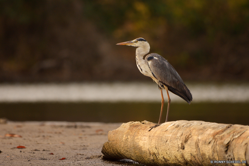  Blaureiher Reiher Schreitvogel Vogel aquatische Vogel Wildtiere Schnabel Wild Wasser Feder Federn Vögel Flügel Reiher Flügel Auge Rechnung fliegen Tiere Storch stehende Tierwelt schwarz Rohrdommel lange Meer Angeln im freien See Fluss Pelikan Gefieder Vogelgrippe natürliche groß Zoo Strand Flug Hals waten im freien Erhaltung Himmel Kopf Baum Ozean Park fliegen Reisen eine Wildnis Feuchtgebiet Ufer Beine Schließen Leben Küste Ornithologie Sumpf Porträt ruhelosigkeit Fuß Tropischer Umgebung reservieren Küste Süden frei lustig Ruhe Freiheit nationalen Herde Geflügel Gnade Profil anzeigen: Bein Essen Fisch Frieden ruhige Gras little blue heron heron wading bird bird aquatic bird wildlife beak wild water feather feathers birds wings egret wing eye bill fly animals stork standing fauna black bittern long sea fishing outdoor lake river pelican plumage avian natural great zoo beach flight neck wading outdoors conservation sky head tree ocean park flying travel one wilderness wetland shore legs close life coast ornithology swamp portrait resting walking tropical environment reserve coastline south free funny calm freedom national flock fowl grace profile leg eating fish peace tranquil grass