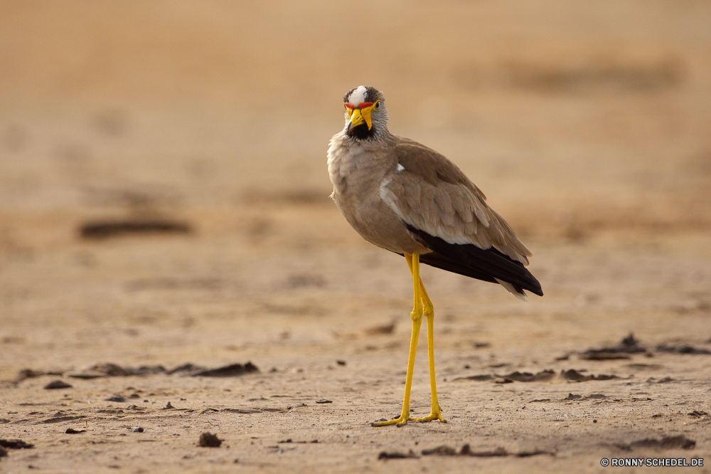  Vogel Wildtiere Schnabel Starling Wild Feder Flügel Storch Flügel Federn Schreitvogel Vögel Tier fliegen Falke schwarz Falke aquatische Vogel Flug Beute Wasser See Raubtier Adler Vogelgrippe Wirbeltiere Fluss Jäger Park fliegen im freien Auge natürliche Trappen Baum Erhaltung Umgebung Himmel Gefieder Tierwelt frei Tiere Leben Weißstorch gelb Gras Freiheit Glatze gefährdet Safari groß Rechnung Porträt Braun bird of prey nationalen Arten im freien Süden Strand Reisen Barsch wenig Schwarzstorch Kite stehende Profil anzeigen: Meer Bein Kopf Farbe lange Boden Möwe Falknerei Habichtartigen Steppe Pelikan Ente reservieren Augen Stand Symbol bunte Sumpf Frühling bird wildlife beak starling wild feather wing stork wings feathers wading bird birds animal fly hawk black falcon aquatic bird flight prey water lake predator eagle avian vertebrate river hunter park flying outdoor eye natural bustard tree conservation environment sky plumage fauna free animals life white stork yellow grass freedom bald endangered safari great bill portrait brown bird of prey national species outdoors south beach travel perch little black stork kite standing profile sea leg head color long ground gull falconry bird prey steppe pelican duck reserve eyes stand symbol colorful swamp spring