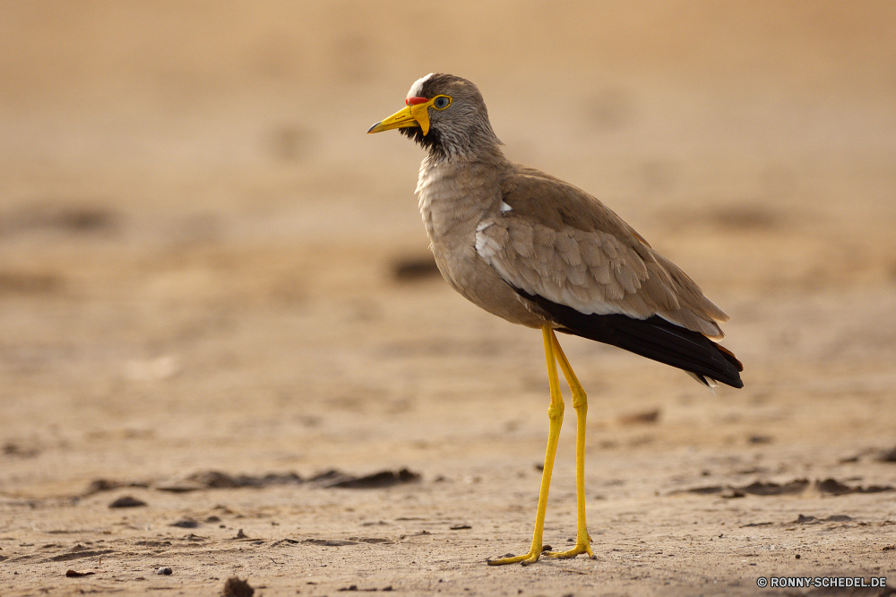  Starling Vogel Wildtiere Schnabel Feder Wild Federn Wirbeltiere Flügel Flügel Falke fliegen Adler Falke fliegen Flug Raubtier Auge schwarz Vögel Beute Jäger Tier Shorebird Tierwelt natürliche Gefieder gelb Glatze Vogelgrippe Wasser Rechnung See Schreitvogel Porträt Kopf Park Erhaltung frei im freien Freiheit Gras Braun gefährdet closeup Symbol Umgebung aquatische Vogel bird of prey Schließen Himmel Tiere Leben Habichtartigen Arten Jagd Möwe Safari Profil anzeigen: Baum Falknerei Taube groß im freien Fluss auf der Suche wenig Kormoran thront Farbe Augen nationalen Wildnis Weißkopfseeadler Frühling Meer starling bird wildlife beak feather wild feathers vertebrate wing wings hawk fly eagle falcon flying flight predator eye black birds prey hunter animal shorebird fauna natural plumage yellow bald avian water bill lake wading bird portrait head park conservation free outdoors freedom grass brown endangered closeup symbol environment aquatic bird bird of prey close sky animals life bird prey species hunting gull safari profile tree falconry pigeon great outdoor river looking little cormorant perched color eyes national wilderness bald eagle spring sea