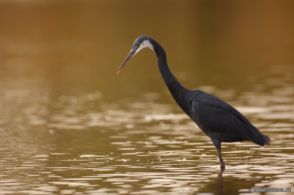  Blaureiher Reiher Schreitvogel Vogel aquatische Vogel Wildtiere Schnabel Wild Wasser Federn Feder Vögel Flügel See Flügel Tiere Angeln Teich Pelikan Rechnung Auge Vogelgrippe stehende groß Meer Wildnis Gefieder Fluss Reiher im freien Park fliegen Reflexion Hals Gnade Flug Ozean Erhaltung schwarz waten Tropischer natürliche Strand Tierwelt Storch ruhige Kopf fliegen Reisen Landschaft lange Sumpf Küste im freien Fuß Zoo Küste Leben Ruhe Frieden Feuchtgebiet Pelikane reservieren gerade Szene Schwimmen Himmel Freiheit Umgebung nationalen Gras Ornithologie Barsch Geflügel Jagd anmutige Safari Baum Profil anzeigen: Beine groß frei friedliche Sommer little blue heron heron wading bird bird aquatic bird wildlife beak wild water feathers feather birds wings lake wing animals fishing pond pelican bill eye avian standing great sea wilderness plumage river egret outdoors park fly reflection neck grace flight ocean conservation black wading tropical natural beach fauna stork tranquil head flying travel landscape long swamp coast outdoor walking zoo coastline life calm peace wetland pelicans reserve watching scene swimming sky freedom environment national grass ornithology perch fowl hunting graceful safari tree profile legs tall free peaceful summer