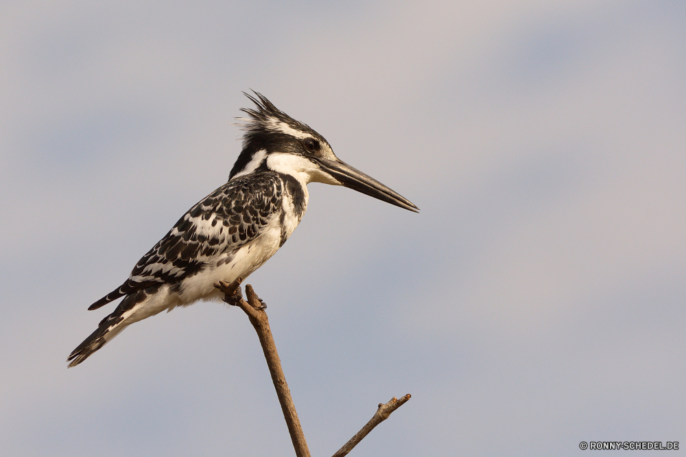  Vogel Wildtiere Tier Schnabel Federn Flügel Wild Feder Rechnung Wasser Weizen Pelikan Flügel Auge Tierwelt fliegen cereal schwarz Gefieder Schließen fliegen Vögel Baum Braun natürliche gelb Flug Reiher Zoo Hals Porträt Himmel Kopf See Studio Umgebung Angeln closeup im freien einzelne Meer groß Freisteller Tropischer Ozean lange allein eine Schreitvogel Wildnis niedlich bunte Kreatur — Erhaltung Lebensraum Frieden Säugetier Fluss Gesicht bird wildlife animal beak feathers wings wild feather bill water wheat pelican wing eye fauna fly cereal black plumage close flying birds tree brown natural yellow flight heron zoo neck portrait sky head lake studio environment fishing closeup outdoor single sea great cut out tropical ocean long alone one wading bird wilderness cute colorful creature conservation habitat peace mammal river face