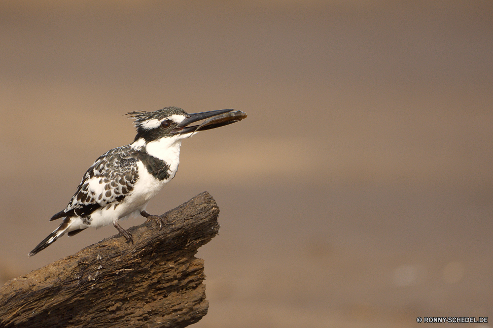  Steinwälzer Steinwälzer Vogel Shorebird Wildtiere Schnabel Schreitvogel Feder Wild Flügel Federn Flügel Vögel Tiere fliegen Wasser schwarz Alpenschneehuhn Rechnung Meer Trappen Flug fliegen Gefieder Auerhahn Braun Ozean Auge Leben Vogelgrippe Erhaltung aquatische Vogel im freien Pinguin Spiel Vogel Tierwelt Spiel Fels Süden See Branch Schließen Ente Baum Kopf Freiheit Park Möwe gerade Marine Gras sitzen Umgebung Himmel Pinguine Sperling Lebensraum natürliche Frühling niedlich Seevögel kalt Wildnis closeup Küste Schnee Porträt Reisen ruddy turnstone turnstone bird shorebird wildlife beak wading bird feather wild wing feathers wings birds animals flying water black ptarmigan bill sea bustard flight fly plumage grouse brown ocean eye life avian conservation aquatic bird outdoors penguin game bird fauna game rock south lake branch close duck tree head freedom park seagull watching marine grass sitting environment sky penguins sparrow habitat natural spring cute seabird cold wilderness closeup coast snow portrait travel