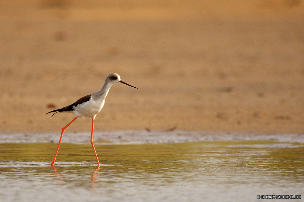  Strandläufer Shorebird Vogel Schreitvogel Wildtiere Schnabel aquatische Vogel Wild Storch Flügel Feder Wasser Vögel Pelikan Federn Meer Tiere Reiher See Flügel Rechnung fliegen Weißstorch Auge schwarz Vogelgrippe Angeln stehende Flug Tierwelt fliegen Fuß Fluss Reiher Ozean Strand im freien Himmel natürliche frei im freien Herde Möwe Beine Zoo Park Tropischer lange Stein Barsch Wildnis Teich Bewegung Ufer Leben Freiheit der schleichende waten Gefieder Schließen Hals groß Kopf ruhige Störche Farbe reservieren gelb bunte Reisen Ibis Möwe Gruppe auf der Suche Voliere Beute Bein malte Essen Erhaltung Süden eine Reflexion Landschaft Braun grau Küste Feuchtgebiet sandpiper shorebird bird wading bird wildlife beak aquatic bird wild stork wings feather water birds pelican feathers sea animals heron lake wing bill fly white stork eye black avian fishing standing flight fauna flying walking river egret ocean beach outdoors sky natural free outdoor flock seagull legs zoo park tropical long stone perch wilderness pond motion shore life freedom stalking wading plumage close neck great head tranquil storks color reserve yellow colorful travel ibis gull group looking aviary prey leg painted eating conservation south one reflection landscape brown gray coast wetland