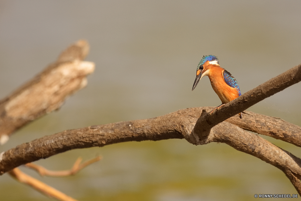  Biene-Esser Vogel Wildtiere Schnabel Feder Tier Papagei Ara Wild Flügel Auge Branch Tropischer gelb Baum Vögel Federn Flügel Vogelgrippe Farbe Tierwelt bunte Tiere schwarz fliegen exotische Zoo Rechnung Wald Barsch Schließen Park niedlich natürliche Leben hell Kopf Gefieder closeup sitzen Haustier Papageien Flug Porträt im freien Ornithologie Umgebung Arten Dschungel Haustiere Schwanz Frühling im freien Sittich Tropen Erhaltung Aras thront gerade Wildnis Holz Eidechse Farben Saison bee eater bird wildlife beak feather animal parrot macaw wild wing eye branch tropical yellow tree birds feathers wings avian color fauna colorful animals black fly exotic zoo bill forest perch close park cute natural life bright head plumage closeup sitting pet parrots flight portrait outdoor ornithology environment species jungle pets tail spring outdoors parakeet tropics conservation macaws perched watching wilderness wood lizard colors season