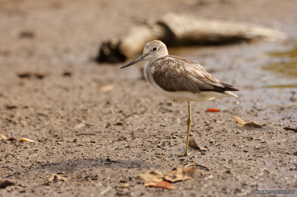  Strandläufer Shorebird Vogel Schreitvogel Wildtiere Schnabel Wild aquatische Vogel Federn Vögel Flügel Feder Pelikan Wasser Meer Tiere Flügel Rechnung Auge Vogelgrippe Angeln fliegen fliegen Ente Braun schwarz See im freien Tierwelt Flug Ozean natürliche Möwe Gefieder Ufer Strand Kopf Fisch Himmel Herde stehende Erhaltung Wildnis Porträt Essen Fluss Schließen Voliere Pelikane bunte Barsch Rotrückensaki Strandläufer Teich Tropischer Stein Fuß Reflexion Farbe Leben sandpiper shorebird bird wading bird wildlife beak wild aquatic bird feathers birds wings feather pelican water sea animals wing bill eye avian fishing fly flying duck brown black lake outdoors fauna flight ocean natural seagull plumage shore beach head fish sky flock standing conservation wilderness portrait eating river close aviary pelicans colorful perch red-backed sandpiper pond tropical stone walking reflection color life