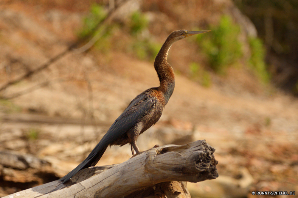  Blaureiher Reiher Schreitvogel Vogel aquatische Vogel Wildtiere Schnabel Wild Rohrdommel Feder Federn Auge Wasser Flügel Vögel fliegen Flügel Tiere Park Wildnis Rechnung Hals Kopf Schließen Tierwelt Baum schwarz im freien Angeln groß Erhaltung im freien stehende natürliche See waten Fluss Süden nationalen Feuchtgebiet Flug Porträt Augen Braun lange Reiher Schlange Gefieder Vogelgrippe Zoo Safari Meer Ruhe Sumpf Jagd closeup reservieren Gras Beine Fisch Farbe Leben Reisen Schwanz Tropischer Profil anzeigen: ruhelosigkeit Essen fliegen groß frei eine Landschaft Umgebung Freiheit gelb ruhige Küste little blue heron heron wading bird bird aquatic bird wildlife beak wild bittern feather feathers eye water wings birds fly wing animals park wilderness bill neck head close fauna tree black outdoors fishing great conservation outdoor standing natural lake wading river south national wetland flight portrait eyes brown long egret snake plumage avian zoo safari sea calm swamp hunting closeup reserve grass legs fish color life travel tail tropical profile resting eating flying tall free one landscape environment freedom yellow tranquil coast