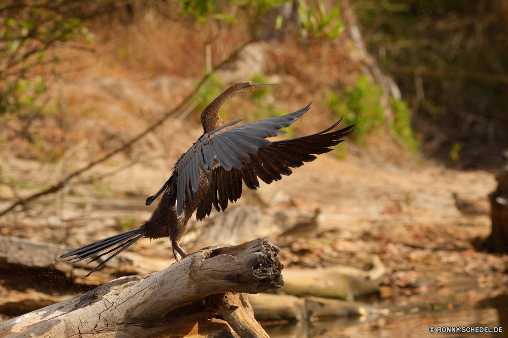  Vogel Adler Weißkopfseeadler Wildtiere Geier Schnabel Wild Feder Federn Flügel Vögel Falke Flügel fliegen Kite Tier fliegen Vogelgrippe Flug Raubtier Schreitvogel Reiher Auge Tiere Beute Wasser Park im freien Jäger Gefieder schwarz Rechnung natürliche Tierwelt Safari Erhaltung Blaureiher aquatische Vogel Freiheit Glatze gefährdet nationalen Baum See im freien Habichtartigen thront Jagd Umgebung Profil anzeigen: Lebensraum Gras Storch Kopf Wildnis Arten Fluss reservieren Schwanz Braun Himmel Schließen Falke Spiel groß Augen Leben frei Taube Symbol Aasfresser Porträt ruhelosigkeit Pelikan Frieden gelb auf der Suche Reisen bird eagle bald eagle wildlife vulture beak wild feather feathers wings birds hawk wing fly kite animal flying avian flight predator wading bird heron eye animals prey water park outdoors hunter plumage black bill natural fauna safari conservation little blue heron aquatic bird freedom bald endangered national tree lake outdoor bird prey perched hunting environment profile habitat grass stork head wilderness species river reserve tail brown sky close falcon game great eyes life free dove symbol scavenger portrait resting pelican peace yellow looking travel