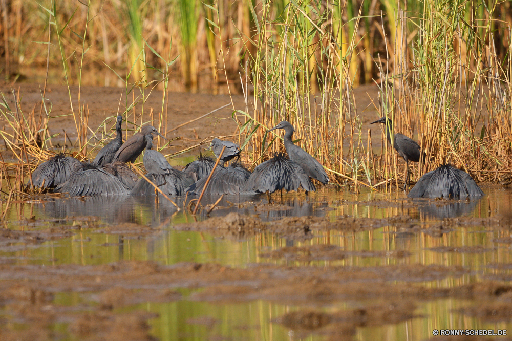  Schreitvogel Reiher aquatische Vogel Vogel Blaureiher Wasser See Wildtiere Rohrdommel Fluss Teich Wild Reflexion Sumpf Feuchtgebiet Blässhuhn Park im freien Schnabel Landschaft Baum Gras Vögel Feder Tiere natürliche Federn Erhaltung Wildnis Wald Flügel Bäume Braun im freien ruhige Safari Land Sumpf Umgebung Flügel Ufer Leben Himmel gelb landschaftlich Stream Sommer nass Auge Entwicklung des ländlichen Bereich Rechnung außerhalb schwarz Pflanze Pelikan reservieren stehende Tierwelt Meer Strand fliegen Farbe nationalen Küste Herbst Land Ente Zoo Schwimmen Schwimmen Fisch Reptil wading bird heron aquatic bird bird little blue heron water lake wildlife bittern river pond wild reflection swamp wetland coot park outdoors beak landscape tree grass birds feather animals natural feathers conservation wilderness forest wings trees brown outdoor tranquil safari land marsh environment wing shore life sky yellow scenic stream summer wet eye rural area bill outside black plant pelican reserve standing fauna sea beach fly color national coast autumn country duck zoo swim swimming fish reptile