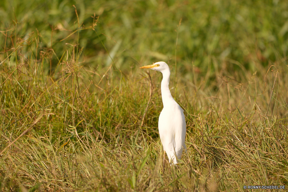  Reiher Reiher Schreitvogel Vogel Wildtiere aquatische Vogel Wasser Schnabel Wild See Feder Vögel Federn Landschaft groß Gras Fluss Teich Tiere Himmel im freien Flügel stehende Park im freien natürliche Flügel Rechnung Auge Wildnis Sommer Wald Reflexion waten Pelikan Baum Angeln Flug Ozean Erhaltung Strand Vogelgrippe Küste fliegen Meer ruhige Gefieder Umgebung Hals Entwicklung des ländlichen Szene Kran Feld Gnade Jagd Ufer Kopf Ruhe Wiese Sumpf Storch Feuchtgebiet Tierwelt sonnig Pflanze Fuß fliegen groß Reisen Süden lange Landschaft Schließen Land landschaftlich Saison Zoo Wolken Frieden gelb Sonne grau Frühling Leben Land egret heron wading bird bird wildlife aquatic bird water beak wild lake feather birds feathers landscape great grass river pond animals sky outdoor wings standing park outdoors natural wing bill eye wilderness summer forest reflection wading pelican tree fishing flight ocean conservation beach avian coast fly sea tranquil plumage environment neck rural scene crane field grace hunting shore head calm meadow swamp stork wetland fauna sunny plant walking flying tall travel south long countryside close land scenic season zoo clouds peace yellow sun gray spring life country