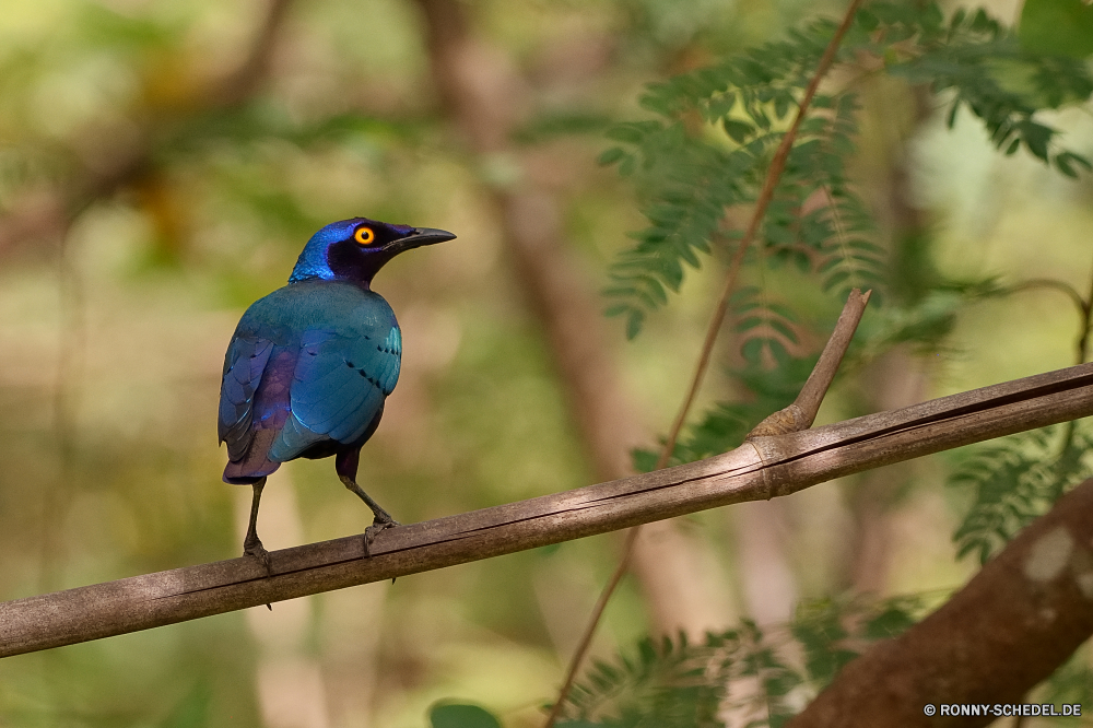  Vogel Wildtiere Schnabel Wild Feder Jay Flügel Federn Elster Starling Wirbeltiere Baum Vögel Auge Vogelgrippe Tiere Tier Branch schwarz im freien Park Flügel Rechnung gelb Biene-Esser niedlich Ornithologie natürliche Waldsänger Tierwelt hungrige Lebensraum Frühling Tropischer Garten fliegen Farbe Winter Schließen Schwanz Wald sitzen Chordatiere Vogelbeobachtung Gefieder bunte Specht Leben exotische TIT Schnee gemeinsame eine Essen Zoo Braun Kopf Holz Wildnis Amsel Singvogel Barsch Arten closeup Erhaltung Orange Essen Papagei Vogelbeobachtung thront hell Fütterung Zweig Männchen Porträt gerade Freiheit Landschaft wenig bird wildlife beak wild feather jay wing feathers magpie starling vertebrate tree birds eye avian animals animal branch black outdoors park wings bill yellow bee eater cute ornithology natural warbler fauna hungry habitat spring tropical garden fly color winter close tail forest sitting chordate birding plumage colorful woodpecker life exotic tit snow common one food zoo brown head wood wilderness blackbird songbird perch species closeup conservation orange eating parrot birdwatching perched bright feeding twig male portrait watching freedom countryside little