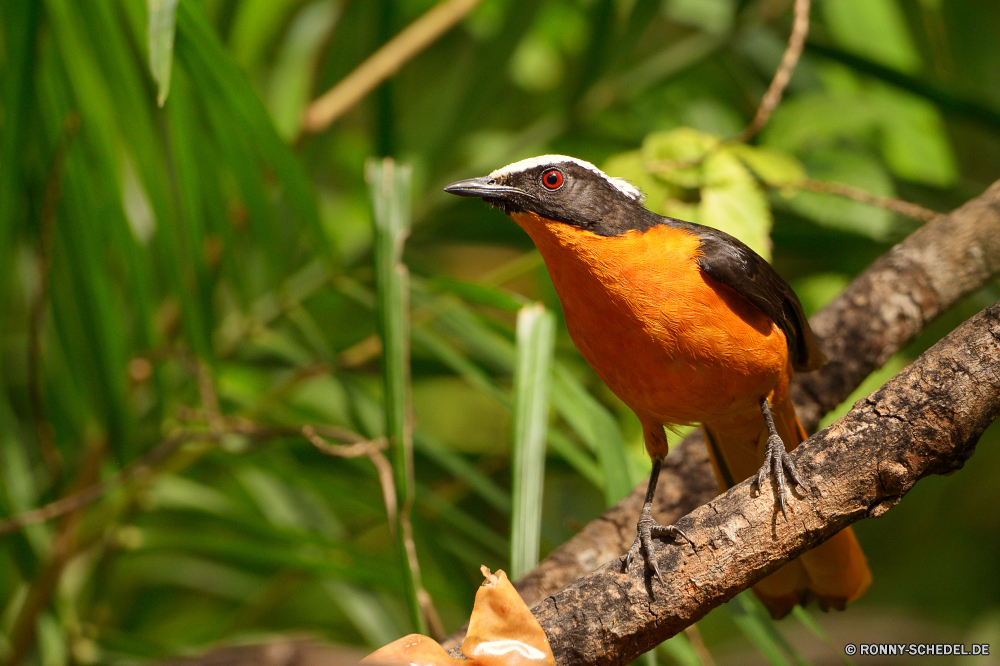  Robin Drossel Vogel Wildtiere Schnabel Wild Feder Flügel Baum Auge Federn im freien Branch Garten niedlich Vögel Frühling schwarz Kuckuck Braun Tiere Flügel Winter Park Schließen Vogelgrippe Leben sitzen Sperling natürliche Schnee hungrige Rechnung Tierwelt closeup Kopf Schwanz wenig fliegen gemeinsame Zweig Männchen Vogelbeobachtung Porträt Essen frei Saison Amsel Ornithologie gelb Vogelbeobachtung Umgebung Wald Wildnis Eis Farbe Singvogel thront wachsamen Flug kalt Gleichgewicht Orange Essen Feld Landschaft Detail geflügelte Gefieder Fütterung gerade ruhelosigkeit Essen Mund Freiheit allein Starling glänzend robin thrush bird wildlife beak wild feather wing tree eye feathers outdoors branch garden cute birds spring black cuckoo brown animals wings winter park close avian life sitting sparrow natural snow hungry bill fauna closeup head tail little fly common twig male birding portrait food free season blackbird ornithology yellow birdwatching environment forest wilderness ice color songbird perched watchful flight cold balance orange eating field countryside detail winged plumage feeding watching resting eat mouth freedom alone starling shiny