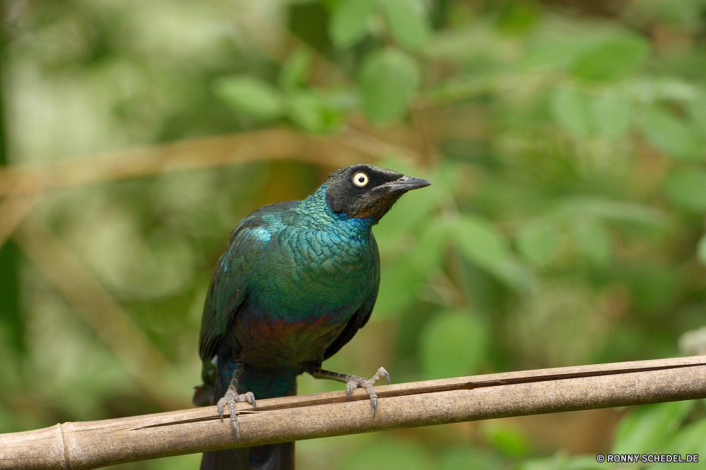  Vogel Starling Wildtiere Schnabel Wirbeltiere Feder Wild Flügel Tier Federn Chordatiere Baum Vogelgrippe Vögel Branch Tiere Auge im freien Park Rechnung schwarz Frühling Garten natürliche Flügel Schwanz Tropischer niedlich gelb Papagei gemeinsame Männchen Amsel Schließen hungrige Orange bunte Gefieder Zweig Farbe Tierwelt Wald fliegen Winter Braun Vogelbeobachtung Vogelbeobachtung thront Zoo Indigo bunting Ornithologie wachsamen Arten Elster Porträt sitzen Freiheit exotische kluge wenig Leben Lebensraum Holz Eis Landschaft Ammer Schnee Finken Sperling Barsch saenger Essen Jay gerade Busch Uhren Talos IV – Tabu Erhaltung closeup Natur glänzend bird starling wildlife beak vertebrate feather wild wing animal feathers chordate tree avian birds branch animals eye outdoors park bill black spring garden natural wings tail tropical cute yellow parrot common male blackbird close hungry orange colorful plumage twig color fauna forest fly winter brown birding birdwatching perched zoo indigo bunting ornithology watchful species magpie portrait sitting freedom exotic wise little life habitat wood ice countryside bunting snow finch sparrow perch singer food jay watching bush watch menagerie conservation closeup nature shiny