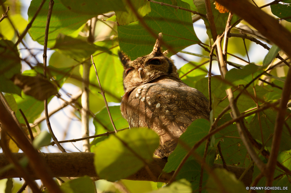  Dreifinger - Faultiere Faultier Säugetier Baum Wildtiere Vogel Wild Branch Wald Blätter Blatt Schnabel im freien Frühling Flügel Park Sommer natürliche Belaubung Zweige Feder Holz Braun Schließen Pflanze Schwanz Himmel Umgebung Wachstum Sonne gelb Tiere Saison Garten Hölzer Pelz Leben Auge Sonnenlicht sonnig closeup im freien Tierwelt Tag niedlich Tropischer frisch fliegen Farbe Licht Herbst Sperling Affe Federn Raubtier Augen Zoo Essen Essen Botanik fallen Bäume wenig Entwicklung des ländlichen three-toed sloth sloth mammal tree wildlife bird wild branch forest leaves leaf beak outdoors spring wing park summer natural foliage branches feather wood brown close plant tail sky environment growth sun yellow animals season garden woods fur life eye sunlight sunny closeup outdoor fauna day cute tropical fresh fly color light autumn sparrow monkey feathers predator eyes zoo eating eat botany fall trees little rural