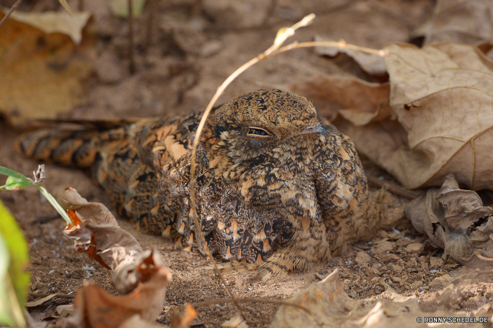  Gila monster giftige Eidechse Eidechse Essen Braun Wild Wald Wildtiere Pflanze Schließen im freien Reptil Holz closeup natürliche Kochen frisch trocken Baum Sommer Gras Boden Bio Sand im freien Essen alt Brot Säugetier schmutzig Ernährung Herbst Rinde Blatt gesund Park Ökologie Mahlzeit Leben gila monster venomous lizard lizard food brown wild forest wildlife plant close outdoors reptile wood closeup natural cooking fresh dry tree summer grass ground organic sand outdoor eat old bread mammal dirty diet autumn bark leaf healthy park ecology meal life