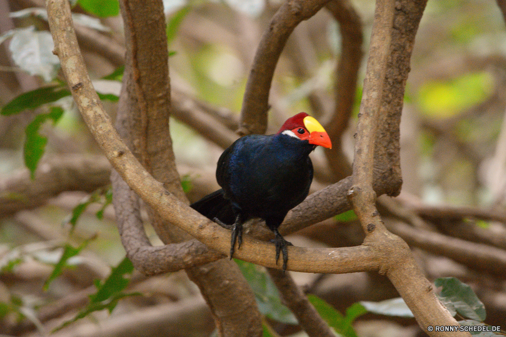  Vogel aquatische Vogel Wildtiere Schnabel Feder Papagei Wild Baum Tropischer Flügel Branch Vögel Auge Federn Zoo gelb Park Ara Flügel bunte Vogelgrippe Wald Tiere thront Barsch schwarz fliegen exotische Rechnung Taube Taube Schließen Tierwelt Farbe hell sitzen Freiheit Gefieder Kopf Porträt natürliche frei Haustier Leben fliegen Papageien Tukan im freien Erhaltung Sittich closeup Regenbogen Orange Voliere Arten gefährdet Schwanz Multi niedlich Farben bird aquatic bird wildlife beak feather parrot wild tree tropical wing branch birds eye feathers zoo yellow park macaw wings colorful avian forest animals perched perch black fly exotic bill dove pigeon close fauna color bright sitting freedom plumage head portrait natural free pet life flying parrots toucan outdoors conservation parakeet closeup rainbow orange aviary species endangered tail multi cute colors