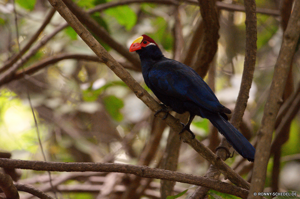  Vogel Papagei Ara Wildtiere Schnabel Feder Talos IV – Tabu Tropischer Wild Flügel Tier Baum Zoo Vögel Branch Federn gelb Auge Vogelgrippe bunte Wald exotische Barsch Flügel Park fliegen Tiere Farbe aquatische Vogel thront Haustier natürliche Tierwelt schwarz hell Schließen Papageien Sittich Gefieder sitzen Kopf Tukan Wirbeltiere Rechnung Porträt Taube im freien Leben Dschungel Haustiere Freiheit Ornithologie Taube Farben frei Voliere Arten Flug Schwanz Profil anzeigen: Multi Orange Aras niedlich gefährdet Tropen Regenbogen Chordatiere Bäume Liebe bird parrot macaw wildlife beak feather menagerie tropical wild wing animal tree zoo birds branch feathers yellow eye avian colorful forest exotic perch wings park fly animals color aquatic bird perched pet natural fauna black bright close parrots parakeet plumage sitting head toucan vertebrate bill portrait dove outdoors life jungle pets freedom ornithology pigeon colors free aviary species flight tail profile multi orange macaws cute endangered tropics rainbow chordate trees love