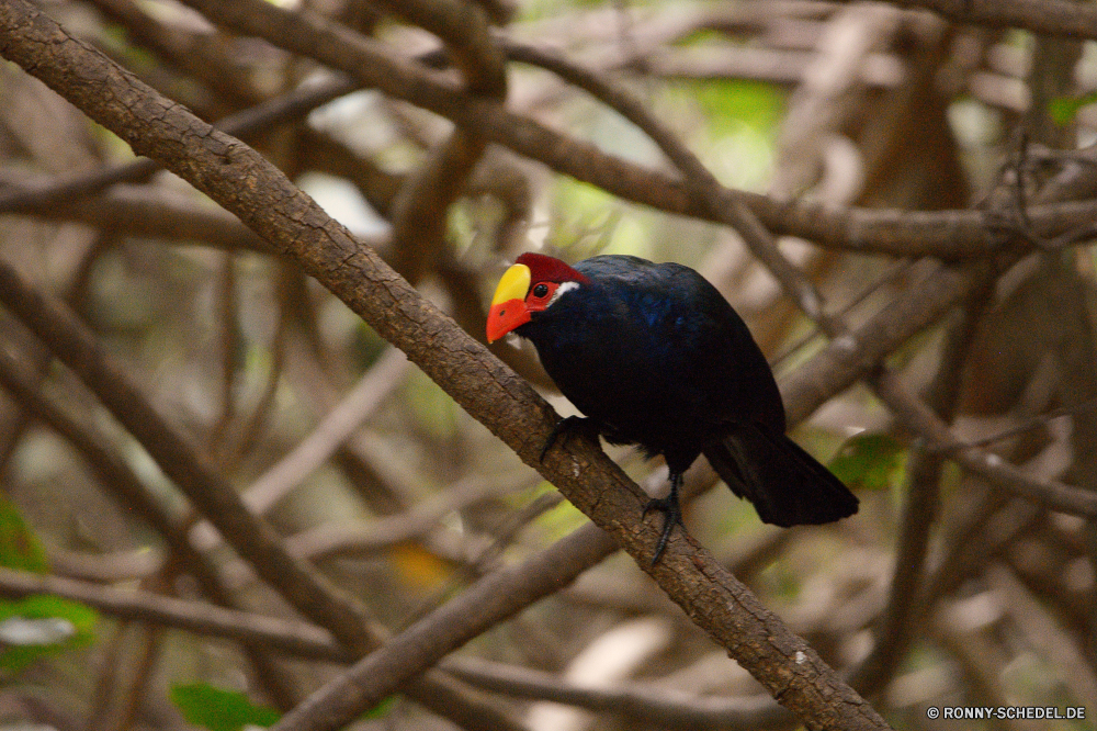  Tukan Vogel Papagei Wildtiere Schnabel Feder Tier Tropischer Wild Flügel gelb Baum Zoo Vögel Branch bunte Auge Ara Wald exotische Kopf Flügel Farbe Vogelgrippe Federn Tiere schwarz Park Barsch Orange natürliche hell Dschungel fliegen Gefieder Tierwelt Rechnung Papageien Ornithologie Haustier sitzen Schließen thront Regenbogen Sittich im freien Porträt frei Voliere gefiedert Haustiere Leben Wirbeltiere Freiheit Farben closeup Schwanz niedlich Multi Talos IV – Tabu Taube Taube Geflügel Flug Erhaltung fliegen toucan bird parrot wildlife beak feather animal tropical wild wing yellow tree zoo birds branch colorful eye macaw forest exotic head wings color avian feathers animals black park perch orange natural bright jungle fly plumage fauna bill parrots ornithology pet sitting close perched rainbow parakeet outdoors portrait free aviary feathered pets life vertebrate freedom colors closeup tail cute multi menagerie pigeon dove fowl flight conservation flying