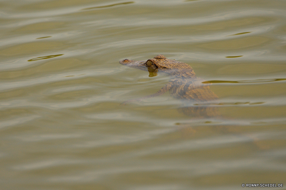  Wasser Wasser Schlange Säugetier Krokodil Schnabeltier Wildtiere Schlange Reptil Meer See Nagetier Biber Schwimmen Wild Ozean Fluss Vogel Fischotter Teich Alligator nass Ente Welle Reflexion Tiere im freien Braun Auge Sommer Schwimmen natürliche Wellen Sand Park aquatische Strand Schnabel im freien Landschaft Küste Fels Leben Federn Vögel Reisen Erhaltung Kopf Oberfläche water water snake mammal crocodile platypus wildlife snake reptile sea lake rodent beaver swimming wild ocean river bird otter pond alligator wet duck wave reflection animals outdoors brown eye summer swim natural waves sand park aquatic beach beak outdoor landscape coast rock life feathers birds travel conservation head surface