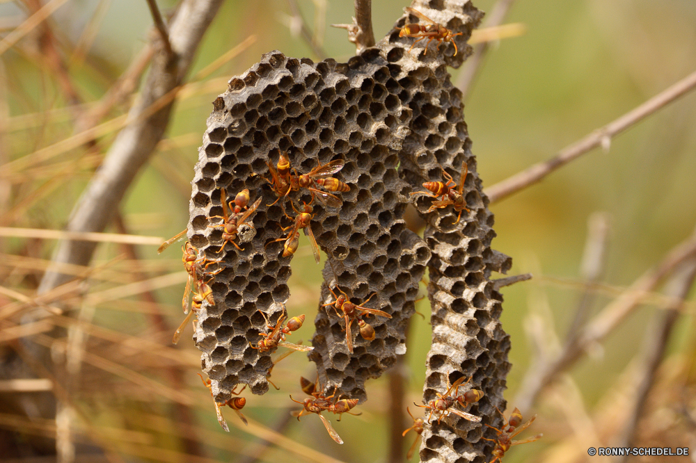  Wabe Rahmen Struktur Tragkonstruktion Insekt gelb Wildtiere Schließen Pflanze Blume Tier Biene Wild Golden Sonnenblume Braun fliegen Baum Farbe natürliche Blütenstaub Gold Sommer Honig closeup bunte Flora Orange Flügel Essen Frühling Garten dekorative Raubtier Muster Dekoration Tropischer Saison Blumen blühen Branch Detail Blatt Floral Samen Kraut Vorbau Textur exotische Gras Nektar schwarz Leben Fehler Schmetterling Blüte Tiere Objekt Gestaltung Säugetier Urlaub hell Bauernhof glänzend Landwirtschaft honeycomb framework structure supporting structure insect yellow wildlife close plant flower animal bee wild golden sunflower brown fly tree color natural pollen gold summer honey closeup colorful flora orange wings food spring garden decorative predator pattern decoration tropical season blossom branch detail leaf floral seed herb stem texture exotic grass nectar black life bug butterfly bloom animals object design mammal holiday bright farm shiny agriculture