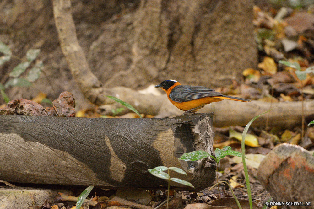  Vogel Wildtiere Schnabel Wild Tier Baum Feder Federn gelb Auge Flügel Wasser Wildnis Schließen woody plant Reiher Flügel vascular plant Tierwelt Rechnung Vögel Zoo Pelikan Tiere closeup im freien Wald schwarz Gefieder Kopf Tropischer fliegen See im freien natürliche Branch Vogelgrippe Jäger Schwanz Porträt Ornithologie Augen Reptil Orange Essen Park exotische Braun Raubtier Fluss niedlich Waldsänger Farbe Teich Angeln Essen Pflanze bunte Küchlein bird wildlife beak wild animal tree feather feathers yellow eye wing water wilderness close woody plant heron wings vascular plant fauna bill birds zoo pelican animals closeup outdoor forest black plumage head tropical fly lake outdoors natural branch avian hunter tail portrait ornithology eyes reptile orange food park exotic brown predator river cute warbler color pond fishing eating plant colorful nestling