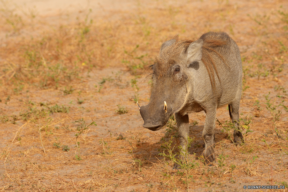  Warzenschwein Schweinepest Huftier Säugetier Wildtiere Safari Wild Gras Park Elefant Bauernhof Süden reservieren nationalen Schwein Erhaltung gefährdet Weide gefährliche Wildnis natürliche Pflanzenfresser Wiese im freien Spiel Entwicklung des ländlichen Tiere Stier Elefanten Herde im freien Reisen Beweidung Löwe fünf Gruppe Vieh Feld Säugetiere Kuh leistungsstarke Busch Schweinefleisch Männchen starke Braun Landschaft Nashorn inländische Horn Ranch Familie Ohren Landbau Nashorn Savanne Lebensraum Tierwelt Körper stehende schmutzig Kalb Schlamm Rinder südlichen Schweinchen Pferd Landschaft Schwein Lumb Ferkel Landwirtschaft Weiden Pferde Dschungel Kofferraum Zoo Katzenartige Fuß Stärke Urlaub Land Fleisch Wildschwein Land warthog swine ungulate mammal wildlife safari wild grass park elephant farm south reserve national pig conservation endangered pasture dangerous wilderness natural herbivore meadow outdoor game rural animals bull elephants herd outdoors travel grazing lion five group livestock field mammals cow powerful bush pork male strong brown countryside rhino domestic horn ranch family ears farming rhinoceros savanna habitat fauna body standing dirty calf mud cattle southern piggy horse landscape hog tusk piglet agriculture graze horses jungle trunk zoo feline walking strength vacation land meat boar country