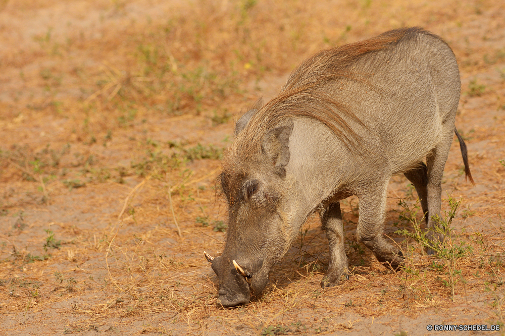  Warzenschwein Schweinepest Huftier Säugetier Wildtiere Wild Schwein Safari Bauernhof Gras Schweinefleisch Ferkel Park Schweinchen Schnauze Wildschwein Tiere gefährliche Schwein Süden reservieren Vieh niedlich Entwicklung des ländlichen Landwirtschaft Braun gefährdet im freien nationalen inländische schmutzig Erhaltung Wildnis Schlamm Pflanzenfresser natürliche Fleisch Schweine Rosa Feld Spiel Zoo Weide Landbau Fett Pelz Horn Ohren Nase im freien Nashorn Wiese Elefant Familie Löwe Haare Kopf Reisen Landschaft Beweidung Fleischfresser Geruch Schwanz Männchen Baby Haustier Gruppe Sau Nashorn Savanne Lebensraum behaarte Ranch Gesicht Säugetiere Tierwelt Busch Essen Umgebung Essen Körper Land warthog swine ungulate mammal wildlife wild pig safari farm grass pork piglet park piggy snout boar animals dangerous hog south reserve livestock cute rural agriculture brown endangered outdoor national domestic dirty conservation wilderness mud herbivore natural meat pigs pink field game zoo pasture farming fat fur horn ears nose outdoors rhino meadow elephant family lion hair head travel countryside grazing carnivore smell tail male baby pet group sow rhinoceros savanna habitat hairy ranch face mammals fauna bush eating environment food body country