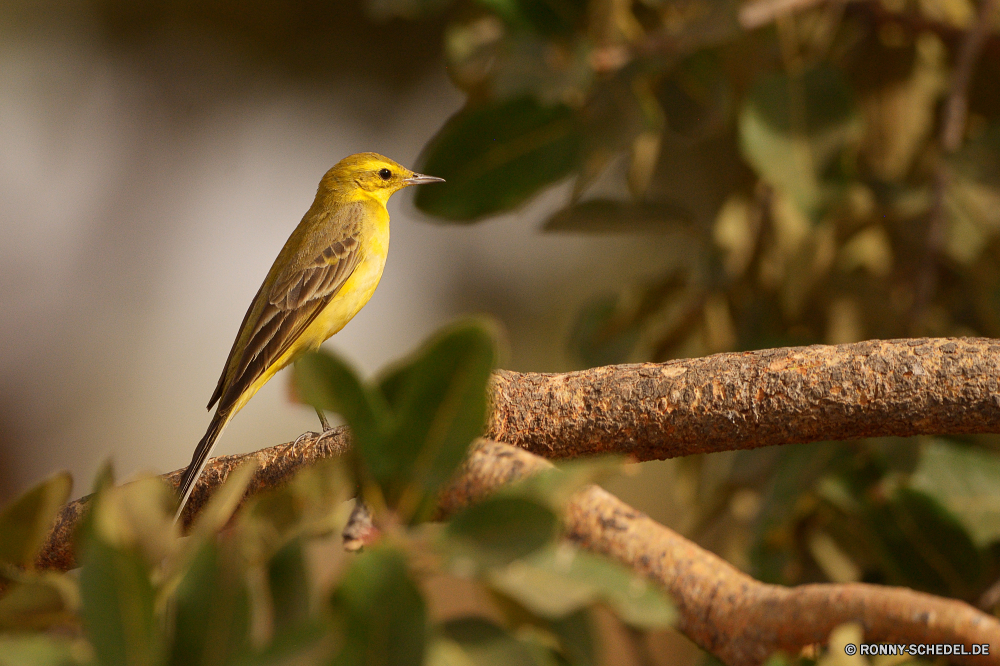  Vogel Waldsänger Flügel Schnabel Feder Wildtiere Wild Baum Tier Garten Wirbeltiere gelb Frühling Federn schwarz Auge Branch Finken sitzen Vogelgrippe fliegen Wald im freien Sperling Vögel Kopf niedlich Schwanz Schließen Papagei Freiheit Porträt Barsch Flügel Schnee wenig Braun Park woody plant frei Tropischer Tierwelt Saison Farbe bunte Ornithologie closeup Umgebung einzelne vascular plant Leben natürliche thront ruhelosigkeit Winter Orange hocken geflügelte zähmen Detail Kreatur — Flug Haustiere Pflanze Gleichgewicht Männchen Mund Tiere Haustier Gefieder Busch Stock Frauen im Feld auf der Suche posieren bird warbler wing beak feather wildlife wild tree animal garden vertebrate yellow spring feathers black eye branch finch sitting avian fly forest outdoors sparrow birds head cute tail close parrot freedom portrait perch wings snow little brown park woody plant free tropical fauna season color colorful ornithology closeup environment single vascular plant life natural perched resting winter orange perching winged tame detail creature flight pets plant balance male mouth animals pet plumage bush stick females field looking posing