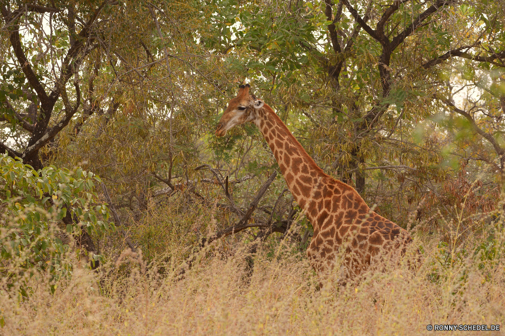  Giraffe Wildtiere Safari Tier Wild Säugetier Park Hals groß nationalen reservieren Flecken Süden Wildnis Zoo Pflanzenfresser Tiere lange Spiel Giraffen Erhaltung Busch Savanne Säugetiere Baum natürliche Landschaft im freien Kopf hoch Grünland Muster Gras Reisen Braun Ohren Tourismus getupft Stand Fleischfresser Umgebung Raubtier Mund Gepard Reiner Himmel stehende Katze Urlaub Lebensraum neugierig Porträt Pelz Feld im freien Retikulierter Katzenartige Fütterung Feed Tierwelt Nase Fuß Ökologie Auge Haare Bäume Suchen giraffe wildlife safari animal wild mammal park neck tall national reserve spots south wilderness zoo herbivore animals long game giraffes conservation bush savanna mammals tree natural landscape outdoor head high grassland pattern grass travel brown ears tourism spotted stand carnivore environment predator mouth cheetah plain sky standing cat vacation habitat curious portrait fur field outdoors reticulated feline feeding feed fauna nose walking ecology eye hair trees look