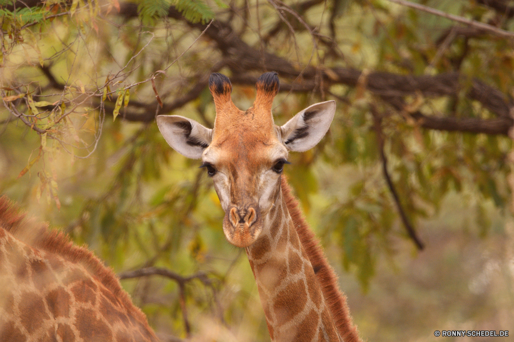  Giraffe Impala Antilope Wildtiere Wildnis Wild Säugetier Buck Hirsch Safari Park Wiederkäuer Hals Ohren Pflanzenfresser nationalen Süden Plazenta Braun Erhaltung groß Pelz im freien im freien Damhirschkuh Porträt Zoo Dreibinden lange Kopf Wald Augen südlichen reservieren Tierwelt Gesicht Gras Spiel Tiere natürliche Savanne Flecken Busch Nase Männchen Haare Hörner niedlich Säugetiere Lebensraum Warnung Wirbeltiere Geweihe Jagd Mund Reisen Ökologie Bäume Schließen unberührte Hirsch Geweih wachsamen Himmel Hölzer Feld closeup Umgebung giraffe impala antelope wildlife wilderness wild mammal buck deer safari park ruminant neck ears herbivore national south placental brown conservation tall fur outdoors outdoor doe portrait zoo whitetail long head forest eyes southern reserve fauna face grass game animals natural savanna spots bush nose male hair horns cute mammals habitat alert vertebrate antlers hunting mouth travel ecology trees close unspoiled stag antler watchful sky woods field closeup environment