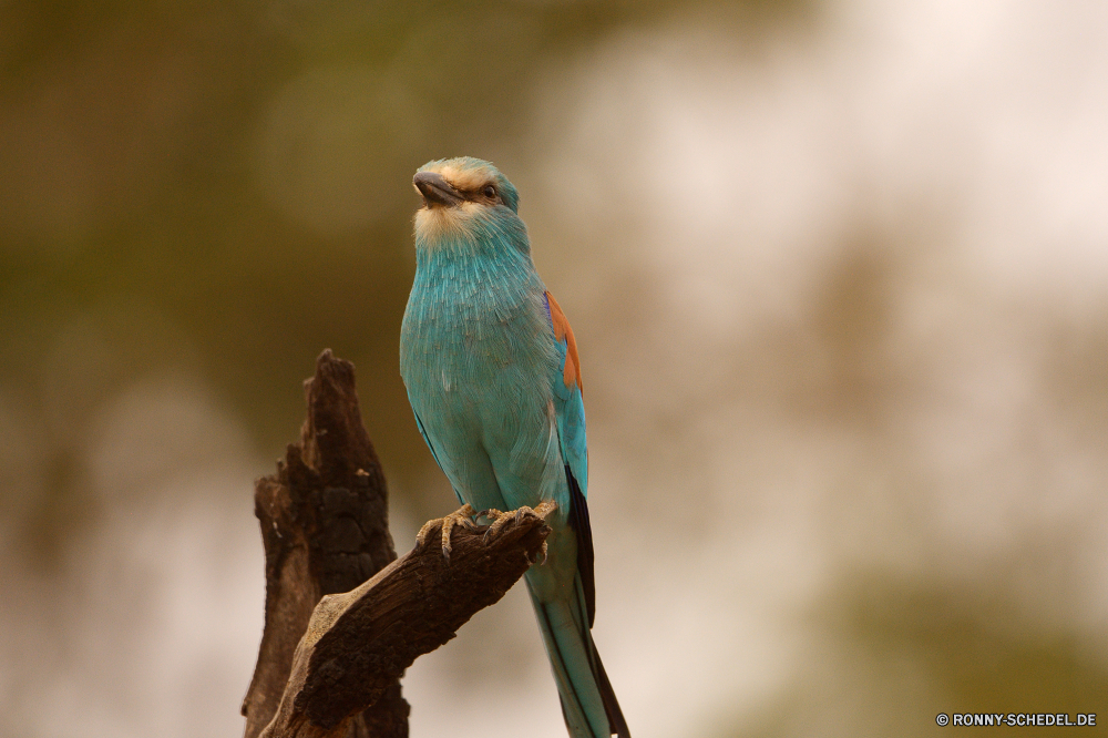  Biene-Esser Vogel Schnabel Wildtiere Feder Tier Papagei Wild Flügel Ara Tropischer Branch Baum Vogelgrippe Wirbeltiere gelb bunte Federn Vögel Auge exotische Zoo Tierwelt Haustier Flügel Park Barsch Farbe fliegen Tiere Schließen Wald Sittich im freien Chordatiere hell Rechnung Leben natürliche niedlich Haustiere Porträt Papageien thront sitzen Kopf Flug Ornithologie Dschungel Farben Frühling frei hocken Gefieder Arten closeup gerade im Gespräch Erhaltung wenig Aras Voliere TIT Vogelbeobachtung schwarz Tropen Schwanz Multi Regenbogen bee eater bird beak wildlife feather animal parrot wild wing macaw tropical branch tree avian vertebrate yellow colorful feathers birds eye exotic zoo fauna pet wings park perch color fly animals close forest parakeet outdoors chordate bright bill life natural cute pets portrait parrots perched sitting head flight ornithology jungle colors spring free perching plumage species closeup watching talking conservation little macaws aviary tit birding black tropics tail multi rainbow