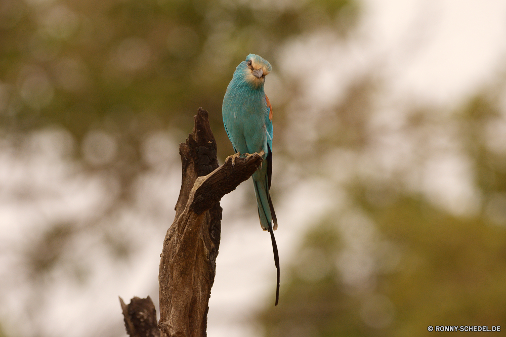  Vogel Wirbeltiere Biene-Esser Papagei Tier Schnabel Wildtiere Feder Ara Chordatiere Wild Tropischer Flügel Vögel gelb Zoo bunte Federn Vogelgrippe Branch Haustier exotische Baum Barsch fliegen Flügel Farbe Auge Tiere Tierwelt Park hell Wald Schließen Porträt Papageien Sittich Haustiere natürliche niedlich Dschungel Leben Rechnung sitzen thront Multi Regenbogen Kopf hocken im Gespräch Tropen Farben im freien Gefieder Schwanz Erhaltung lebendige inländische Aras Voliere lebendige Fütterung schwarz ziemlich closeup Gold bird vertebrate bee eater parrot animal beak wildlife feather macaw chordate wild tropical wing birds yellow zoo colorful feathers avian branch pet exotic tree perch fly wings color eye animals fauna park bright forest close portrait parrots parakeet pets natural cute jungle life bill sitting perched multi rainbow head perching talking tropics colors outdoors plumage tail conservation vivid domestic macaws aviary vibrant feeding black pretty closeup gold