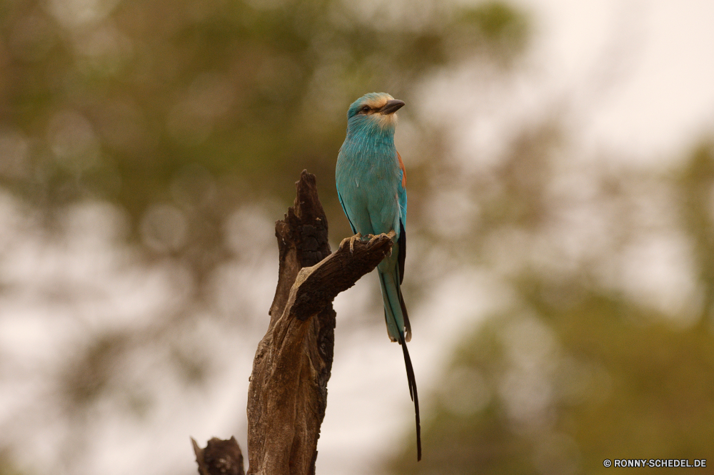  Biene-Esser Vogel Wildtiere Schnabel Feder Tier Wild Flügel Branch Baum Federn Vögel Auge Flügel gelb Papagei Vogelgrippe Park Tropischer fliegen Tiere im freien niedlich Schließen bunte Farbe Wald Ara sitzen Frühling Leben schwarz Tierwelt Rechnung Garten hell Porträt exotische TIT Barsch closeup gerade Zoo Flug Schwanz thront Braun natürliche Kopf Ornithologie Gefieder Haustiere Erhaltung frei Holz Umgebung wenig Singvogel Papageien Vogelbeobachtung Sperling hocken Zweig Saison hungrige groß bee eater bird wildlife beak feather animal wild wing branch tree feathers birds eye wings yellow parrot avian park tropical fly animals outdoors cute close colorful color forest macaw sitting spring life black fauna bill garden bright portrait exotic tit perch closeup watching zoo flight tail perched brown natural head ornithology plumage pets conservation free wood environment little songbird parrots birding sparrow perching twig season hungry great