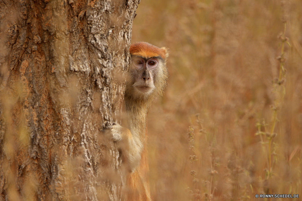  Affe Primas Wildtiere Affe Wild Säugetier Tiere Zoo Safari Affen natürliche Makaken Dschungel Pelz Säugetiere Gesicht Primaten Baum Mutter gefährdet behaarte Porträt Wald Augen pelzigen niedlich Erhaltung Pavian Park im freien Essen Arten reservieren Haare Tropischer seltene Kreatur — Tierwelt Reisen sitzen Braun Affen Orang-Utan Lebensraum Familie Wildnis Essen Auge Klettern Schaukel lustig lange Bäume auf der Suche Gorilla Bestie schwarz Kind Berge spielen Leben Suchen monkey primate wildlife ape wild mammal animals zoo safari monkeys natural macaque jungle fur mammals face primates tree mother endangered hairy portrait forest eyes furry cute conservation baboon park outdoor eating species reserve hair tropical rare creature fauna travel sitting brown apes orangutan habitat family wilderness eat eye climb swing funny long trees looking gorilla beast black child mountains playing life look