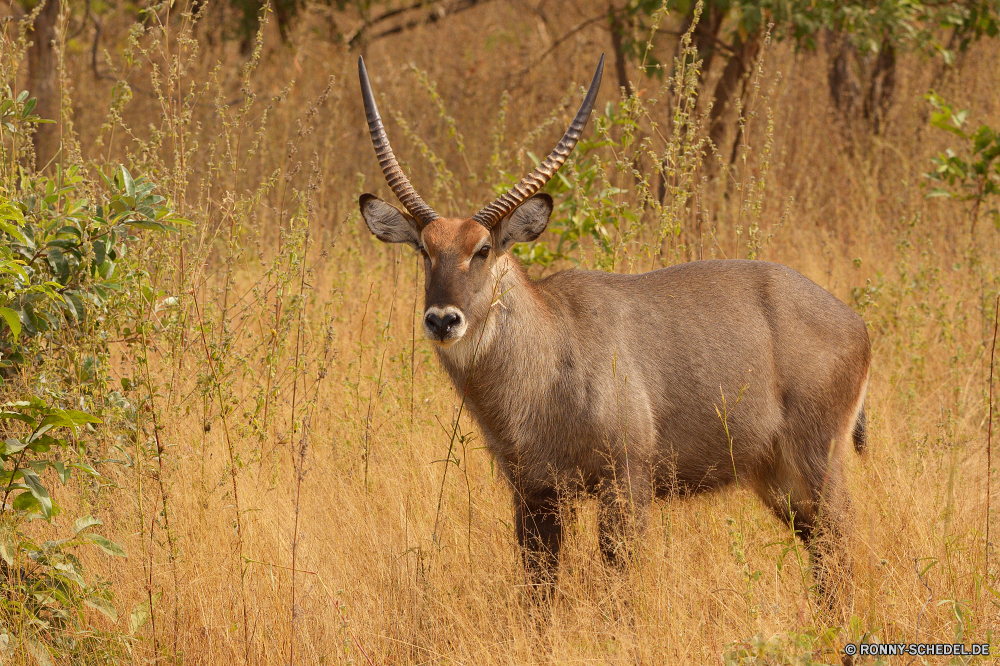  Buck Säugetier Plazenta Antilope Wildtiere Hirsch Impala Wild Wirbeltiere Stier Geweihe Männchen Wiederkäuer Park Wildnis Hörner Gras Safari nationalen Chordatiere Hirsch Braun Jagd Pflanzenfresser Tiere Elch Geweih Wald Horn Pelz Spiel Feld Bäume Erhaltung Gazelle im freien natürliche Hölzer Rentier Gehörnte samt Beweidung im freien Tierwelt Ohren Süden Dreibinden südlichen Huftier Porträt Kopf Ökologie Wiese Damhirschkuh Savanne Jagd Warnung Zoo Sommer Karibu buck mammal placental antelope wildlife deer impala wild vertebrate bull antlers male ruminant park wilderness horns grass safari national chordate stag brown hunting herbivore animals elk antler forest horn fur game field trees conservation gazelle outdoors natural woods reindeer horned velvet grazing outdoor fauna ears south whitetail southern ungulate portrait head ecology meadow doe savanna hunt alert zoo summer caribou